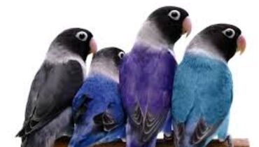 Птицы: Массковые неразлучники (Agapornis): декоративные попугаи малых — 2