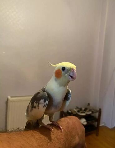 Tutuquşları: Cute hazir erkek ve disi korellar var hazir quslardi balaya qartiya — 6