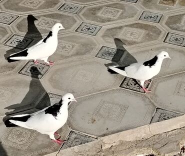 котёнок в добрые руки: Salam boynugulluler satilir cut deyiller 1erkeydi 2si maya desdediıer