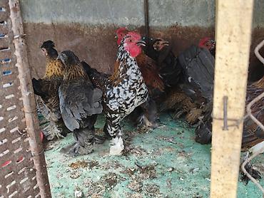 Продаю японских курей этого года at lalafo.kg — 3 Продаю японских курей этого года — 3