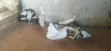 Heyvanlar üçün mallar: Pavlin erkey maya tekde satilir Rasiya sortudu