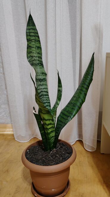 parnik is elanlari 2022: Sansaveria gülü