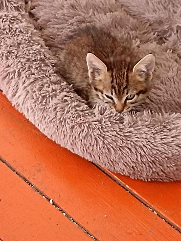 scottish fold: Котёнок тигрового окраса - Возраст: котёнок, небольшой - Окрас — 1