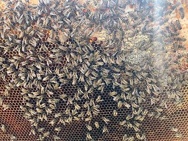 Другие животные: Продается пчела семья 3 расплод+1 (2 закрытый 1 молочный 1 кроюшый) — 6
