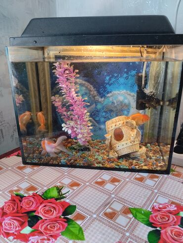 куплю рыбу: Продаю аквариум с золотыми рыбками