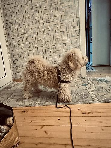 İtlər: Erkek, Ünvandan götürmə — 9