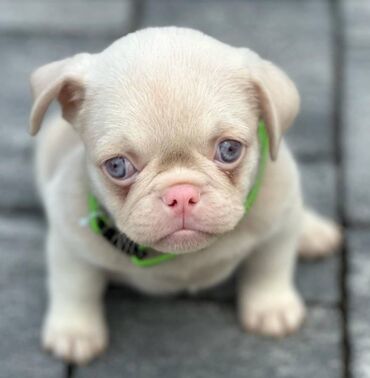 Psi: Pink Mops štenci na prodaju, stari 2 meseca. Moguća dostava na Vašu na lalafo.rs — 5 Psi: Pink Mops štenci na prodaju, stari 2 meseca. Moguća dostava na Vašu — 5