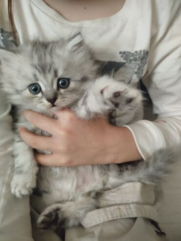 Продажа кошек: Скотиш Страйт (Шотландская прямоухая), 1 месяц, Девочка, Приучена к лотку