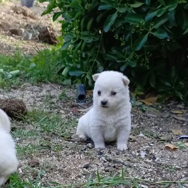İtlər: Zvonok, 1 ay, Erkek, Peyvəndli, Ödənişli çatdırılma