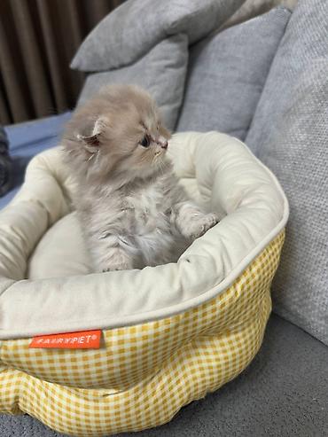 Продажа кошек: Скотиш Фолд (Шотландская вислоухая), 1 месяц, Девочка — 5