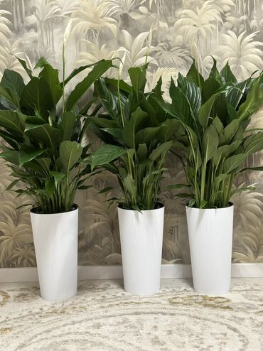 бөлмө гүлдөрү: 🌿 Продаю цветок Женское счастье (Спатифиллум) в высоком белом горшке