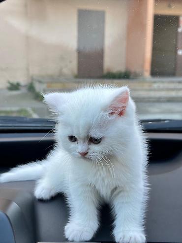 Pişiklər: Britan — 11