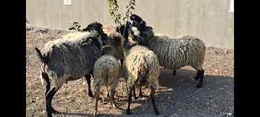 Qoyunlar, qoçlar: Salam Satır Ramanov qoyunları Boğaz. damazlığ 4 tişi 3 erkəydi -da lalafo.az — 1 Qoyunlar, qoçlar: Salam Satır Ramanov qoyunları Boğaz. damazlığ 4 tişi 3 erkəydi — 1