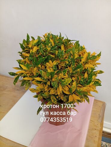 малина баасы бишкек: Комнатные растения в горшках: - Крото́n (пестролистный кодиеум) —