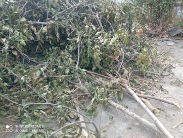 отдам даром вещи для новорожденных: ОТДАМ ВЕТКИ, ДАРОМ ! 
Район ошского рынка


ПИСАТЬ НА ВАТСАП!!!