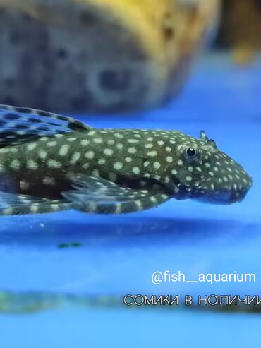 живая рыба в бишкеке: Сомики аквариумные на выбор