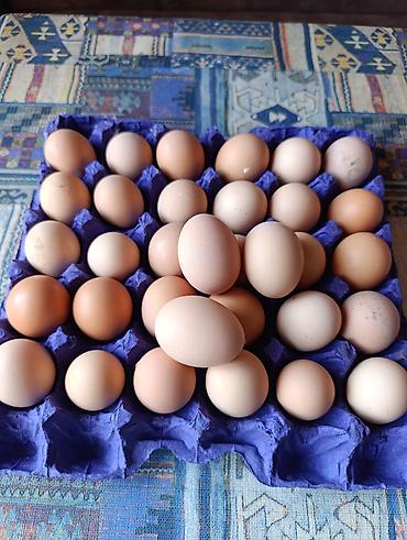 bildircin yumurta: Mayalı Xarkov yumurtaları. Ədədi 0,8 qəpikdən — 1