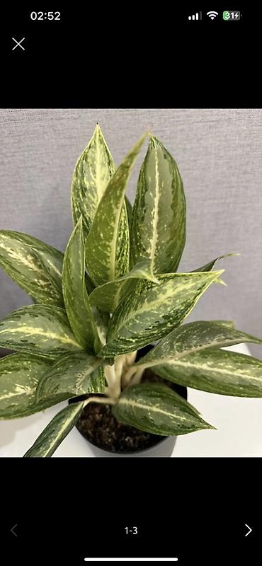 Другие комнатные растения: Женское счастье гигант сорт По городу доставка бесплатно Крупные — 30