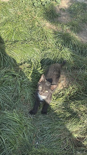 Животные: 🐾 Котята ищут добрые и заботливые руки! 🏡❤️ Ищем для малышей любящих — 6
