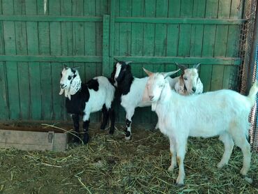 Козы, козлы: Продаю | Коза (самка), Козёл (самец) | Зааненская, Битал | Для разведения | Племенные — 17