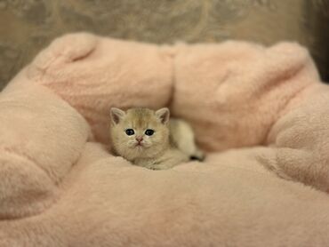 отдам котят в добрые руки бишкек: Британ кыска жүндүү, 1 айлык, Эркек, Алтын шиншилла, Бычылган, Лотокко барууга үйрөтүлгөн, Курттардан тазаланган