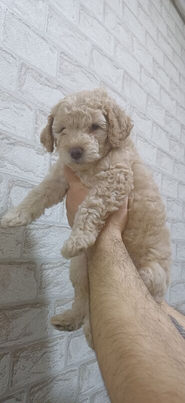 İtlər: Pudel, 2 ay, Dişi, Peyvəndli, Ödənişli çatdırılma — 4