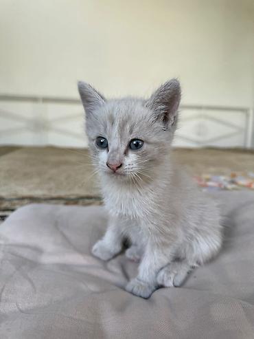 где можно купить кошку: 2 месяца, Девочка, Приучена к лотку, Проглистована — 1