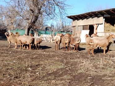 Бараны, овцы: Продаю | Овца (самка) | Для разведения | Матка — 9