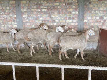 Бараны, овцы: Продаю | Баран (самец) | Арашан | На забой, Для разведения | Осеменитель