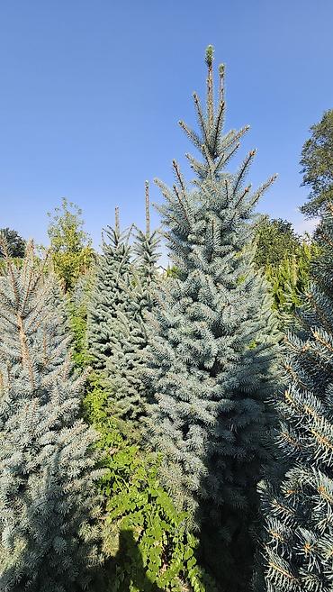 Ель: Ель колючая (Picea pungens) голубая, питомничные посадки. - Сорт/тип — 23