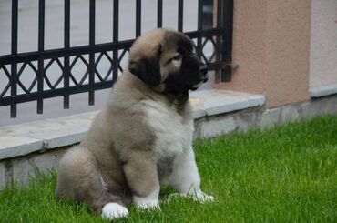 Psi: Odgajivačnica "Joxateam kennel" prodaje štenad Kavkaskog ovcara od — 15