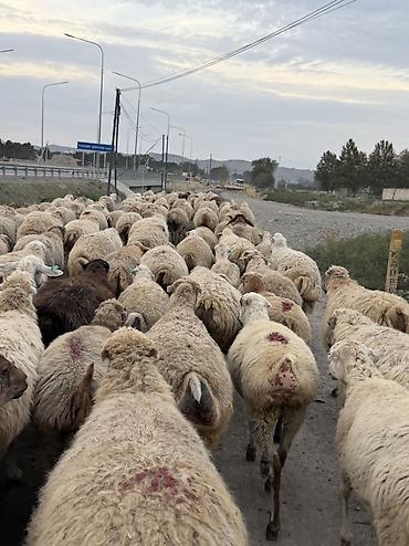 qoyun quyruğu: Dişi, il: 1, Damazlıq — 6