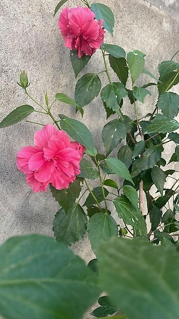 sultan darağı gülü: Məhsul: Qızılgül hibiskus (Hibiscus rosa-sinensis), qırmızı-çəhrayı — 3
