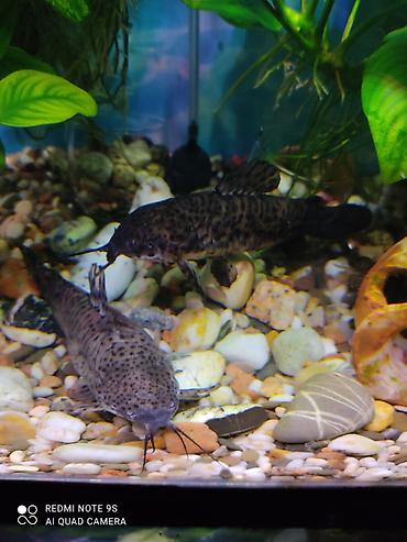 Аквариумы: Аквариум заводской, с крышкой 60 литров, со всеми комплектующими — 7