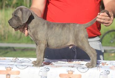 Psi: Cane Corso štenci U ponudi veoma perspektivni štenci iz različitih — 11