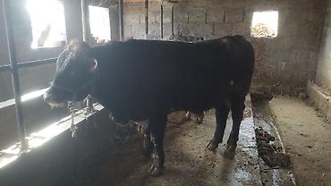 Коровы, быки: Продаю | Бык (самец) | Полукровка | На откорм | Привязанные — 11