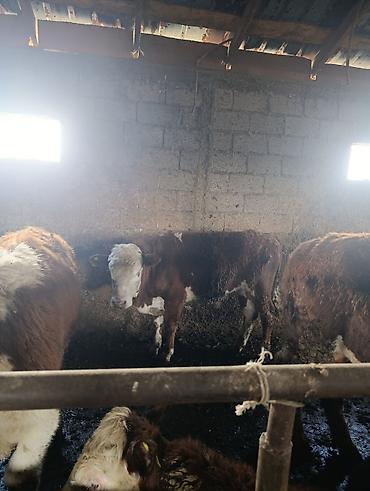 Коровы, быки: Продаю | Бык (самец) | Герефорд | На откорм | Племенные — 19