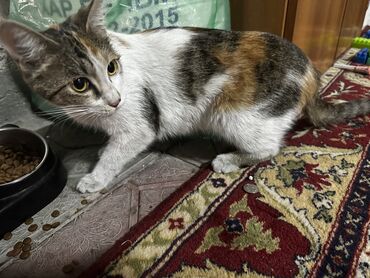 договорная кошка даром британская короткошёрстная 1 год мальчик метис 2 позвонить написать: Мышык бекер берилет: Породасыз, 1 жаш, Ургаачы, Лотокко барууга үйрөтүлгөн