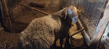 волнистые попугаи купить: Продаю | Овца (самка) | Арашан | Для разведения