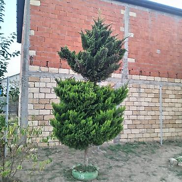 Dekorativ həmişəyaşıl kiparis ağacı (Thuja/Cupressus tipli), bağ və