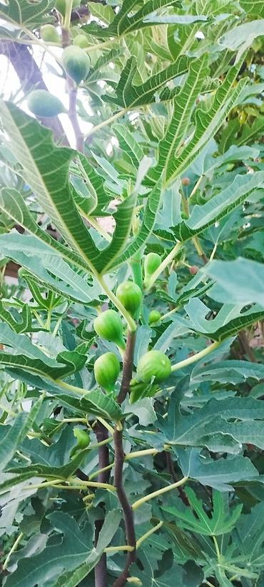 Другие фрукты: ИНЖИР ✅🌱 В весенний период!!!🌱 Откроем сезон продаж саженцев инжира — 5