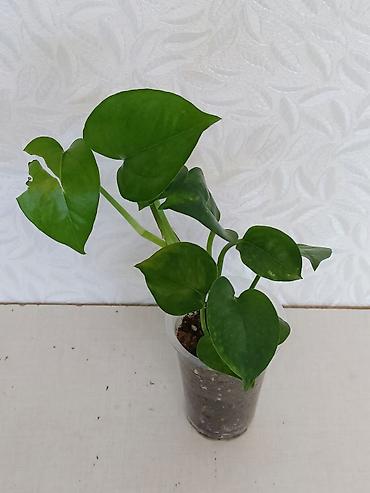 Эпипремнумы и сциндапсусы: Эпипремнумы разных сортов: Марбл Квин, Марбл Эпл, Голден, Глобал Грин at lalafo.kg — 11 Эпипремнумы и сциндапсусы: Эпипремнумы разных сортов: Марбл Квин, Марбл Эпл, Голден, Глобал Грин — 11