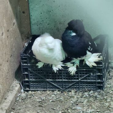 Toyuqlar: Toyuq, Damazlıq — 2