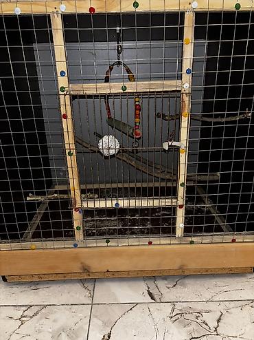 попугай корелла: Özüm düzeltmişem mebelden möhkem ve ağırdı Hündürlük-62 sm Eni-66sm — 3