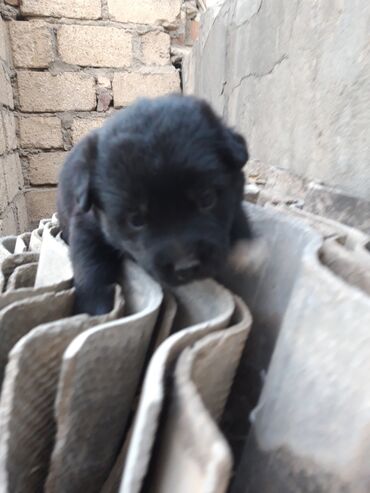 İtlər: Zvanok cinsi balalar satışda. - Şirin, aktiv və sosial balalar – qara — 5