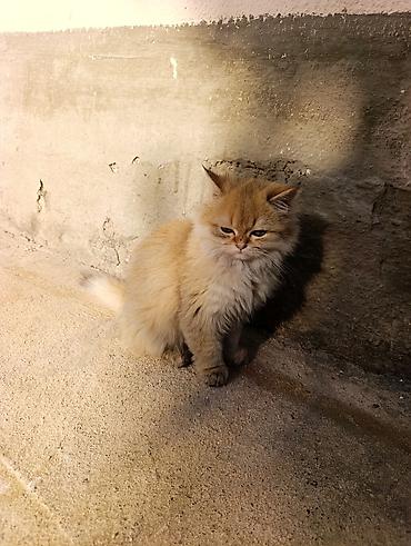 шотландская котята: Скотиш Страйт (Шотландская прямоухая), 4 месяца, Мальчик, Золотая шиншилла, Приучена к лотку, Проглистована — 7