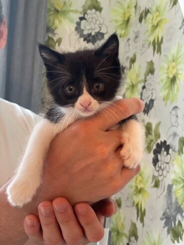 сколько стоят вислоухие кошки: Кошка даром: Беспородная, 2 месяца, Мальчик, Приучена к лотку, Проглистована