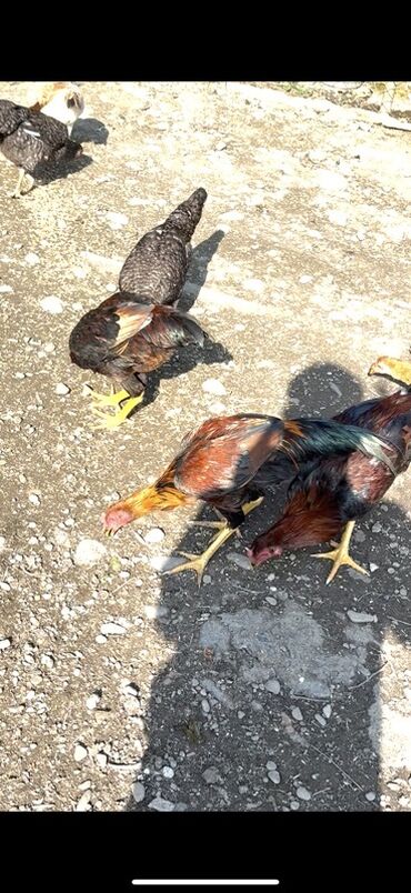 cennet qusu: Toyuq, Ətlik