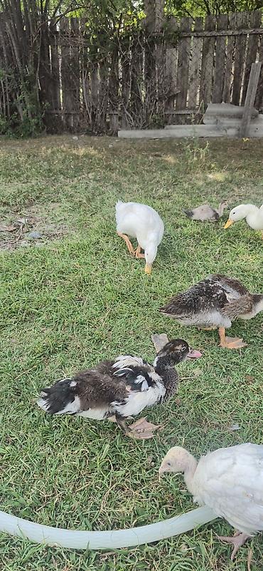 ordəy balası: Muscovy (indoutka) ördək balaları - Cins: Muscovy/indo ördək - Yaş — 8