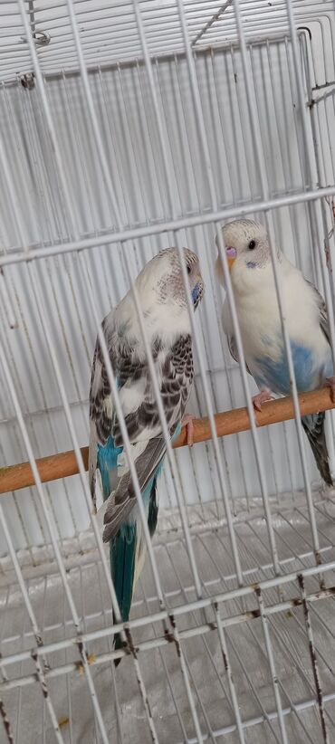 Tutuquşları: Cox gozel texas cinsi tutuquslar satilir bunlar ele bele valnist deyil — 7